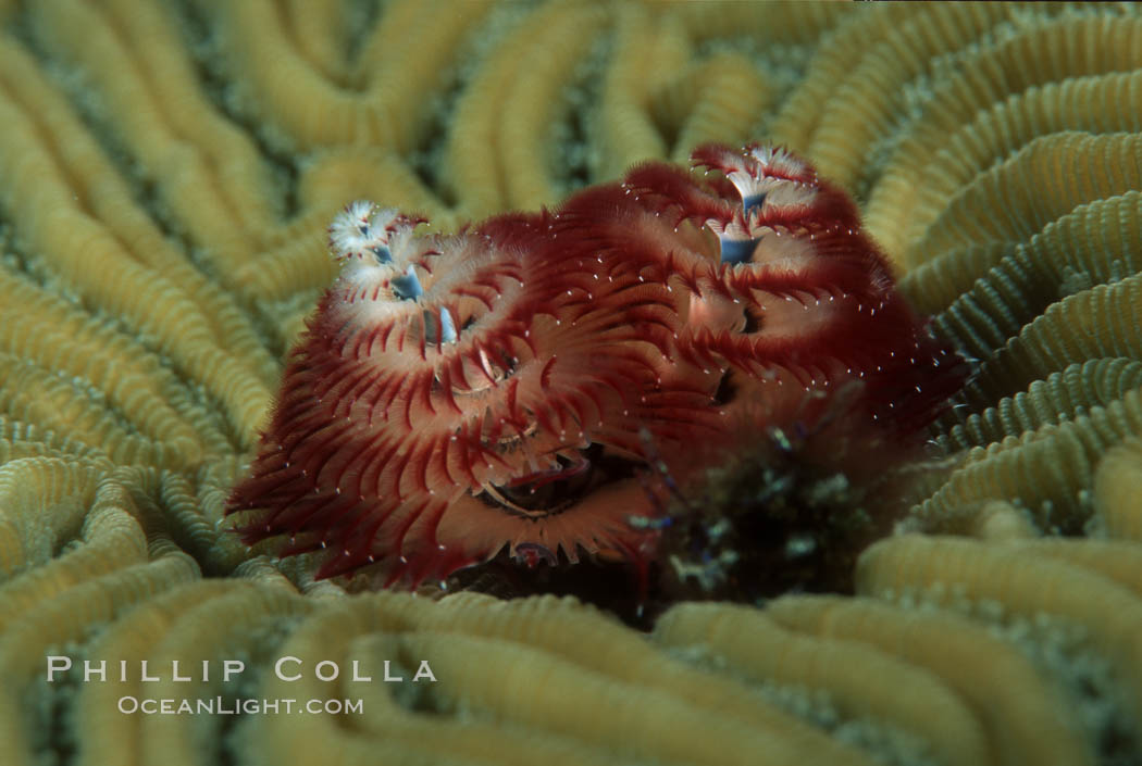 Christmas tree worm (annelid). Roatan, Honduras, Spirobranchus, natural history stock photograph, photo id 02538