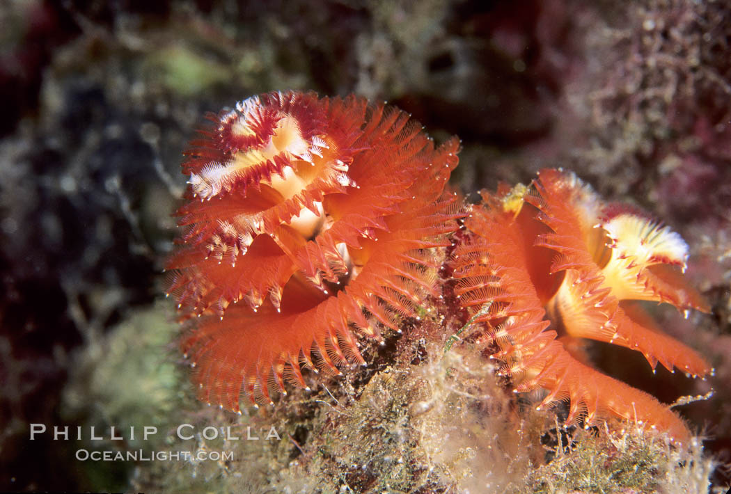 Christmas tree worm (annelid). Punte Vicente Roca, Galapagos Islands, Ecuador, Spirobranchus, natural history stock photograph, photo id 05350