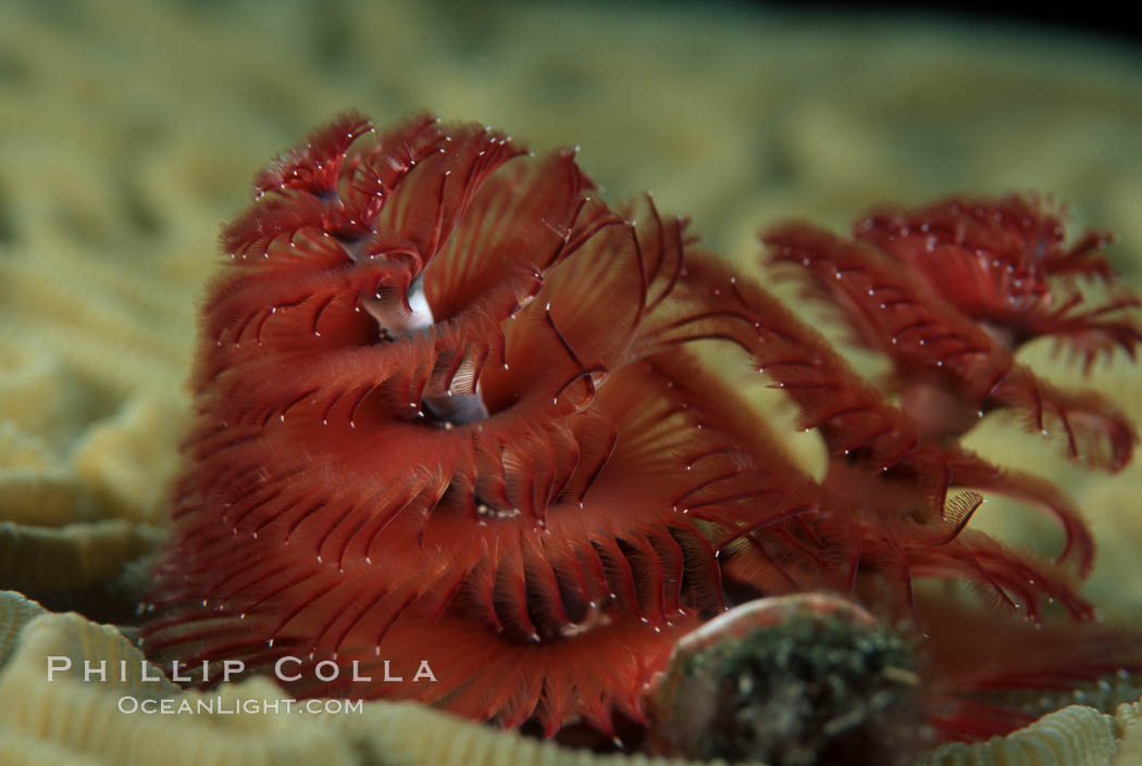 Christmas tree worm (annelid). Roatan, Honduras, Spirobranchus, natural history stock photograph, photo id 05373