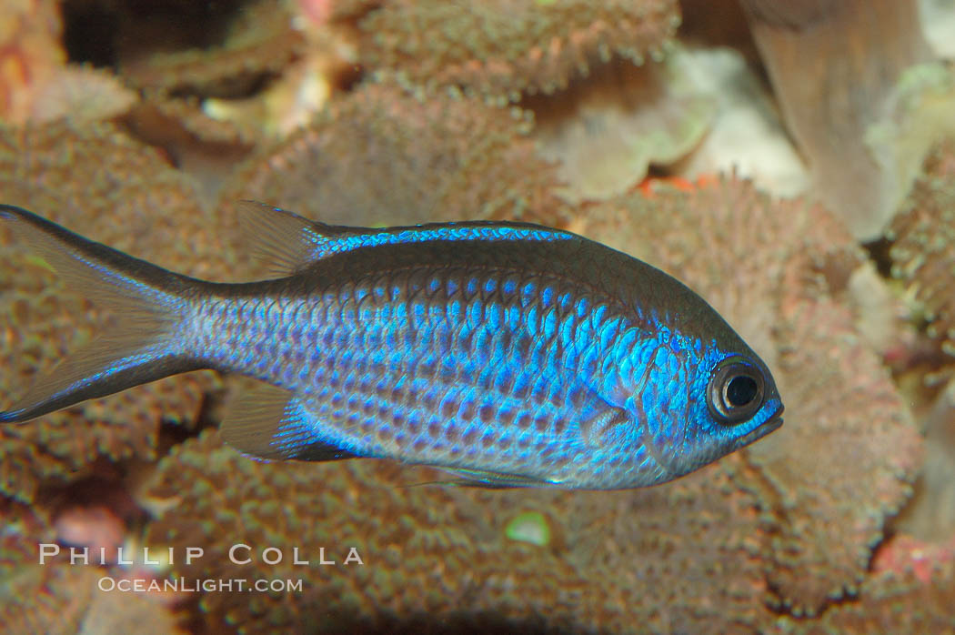 Blue chromis., Chromis cyanea, natural history stock photograph, photo id 08726