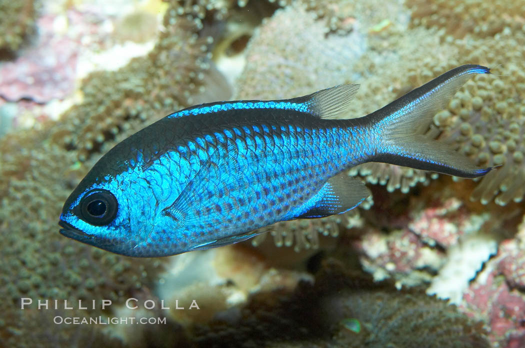 Blue chromis., Chromis cyanea, natural history stock photograph, photo id 11775