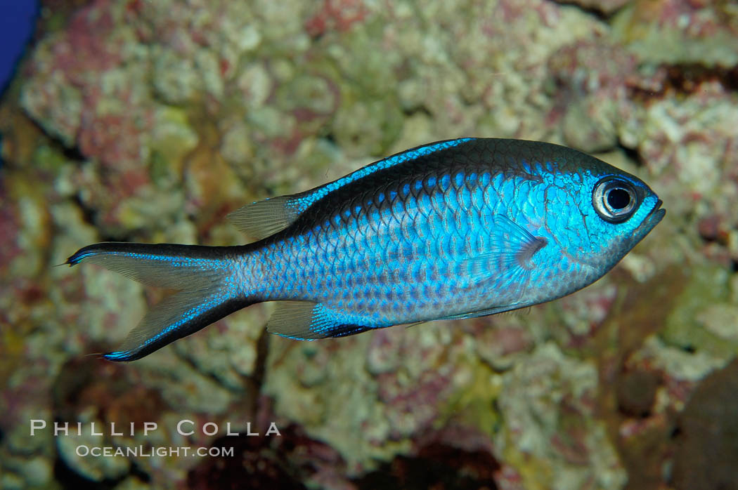 Blue chromis., Chromis cyanea, natural history stock photograph, photo id 09453