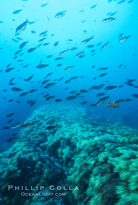 Chromis and algae along top of pinnacle, Islas San Benito. San Benito Islands (Islas San Benito), Baja California, Mexico, Chromis punctipinnis, natural history stock photograph, photo id 02395