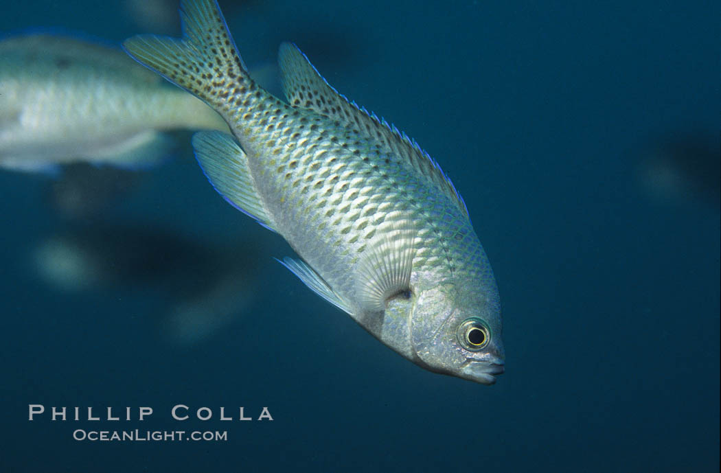 Blacksmith perch. Catalina Island, California, USA, Chromis punctipinnis, natural history stock photograph, photo id 05181