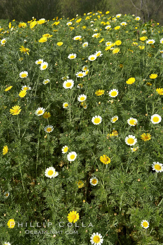 Crown daisy blooms in Spring. San Diego, California, USA, Chrysanthemum coronarium, natural history stock photograph, photo id 11370