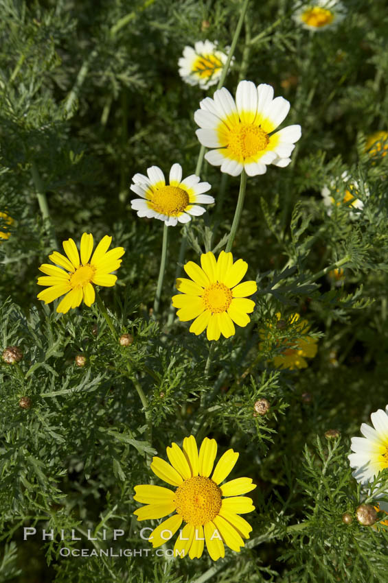 Crown daisy blooms in Spring. San Diego, California, USA, Chrysanthemum coronarium, natural history stock photograph, photo id 11364