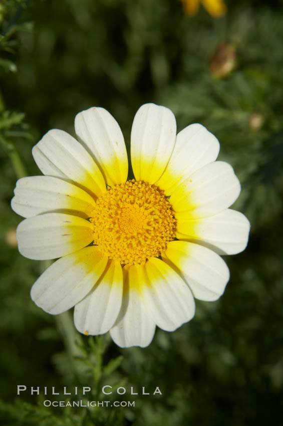 Crown daisy blooms in Spring. San Diego, California, USA, Chrysanthemum coronarium, natural history stock photograph, photo id 11367