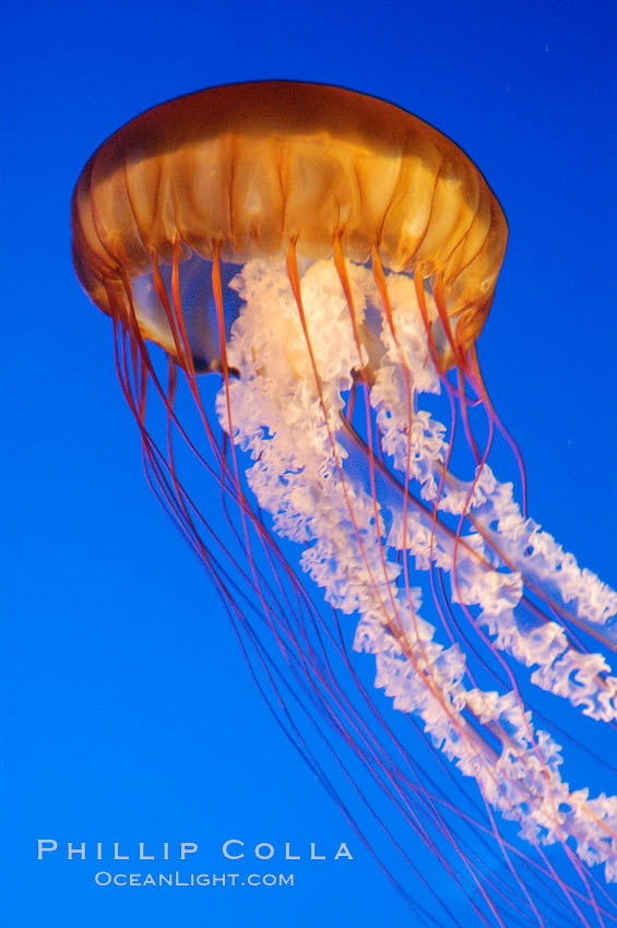 Sea nettles., Chrysaora fuscescens, natural history stock photograph, photo id 08954