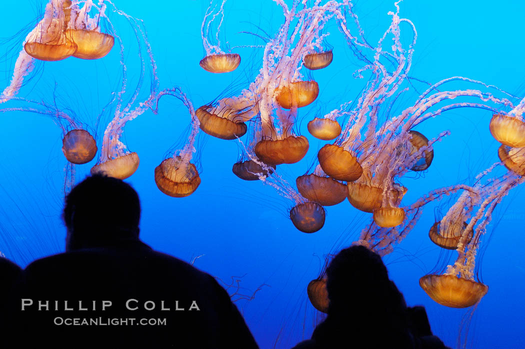 Visitors watch a graceful, slow moving group of sea nettle jellyfishes at the Monterey Bay Aquarium. California, USA, Chrysaora fuscescens, natural history stock photograph, photo id 08966