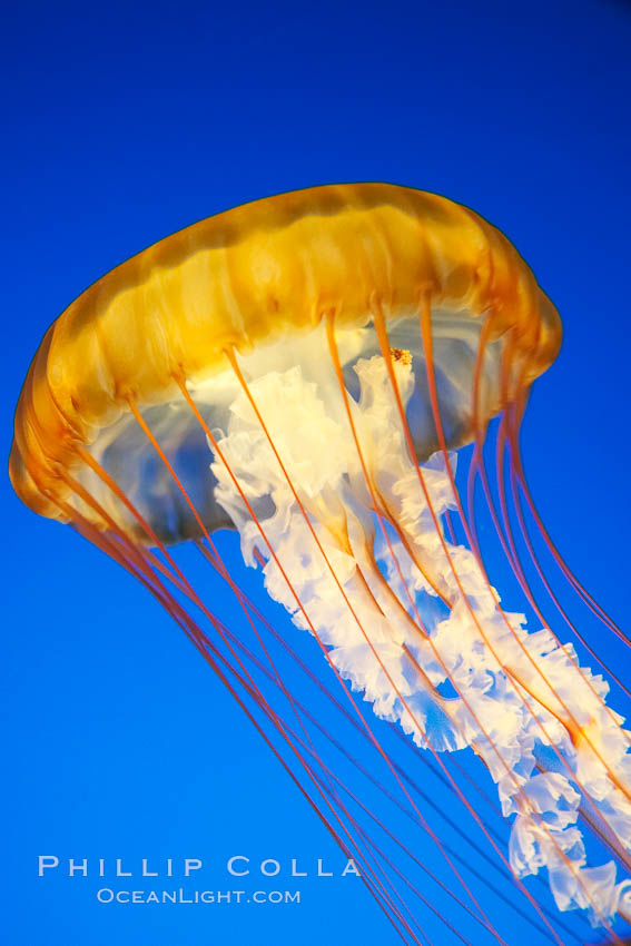 Sea nettles., Chrysaora fuscescens, natural history stock photograph, photo id 14082