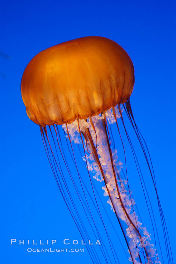 Sea nettles., Chrysaora fuscescens, natural history stock photograph, photo id 08960