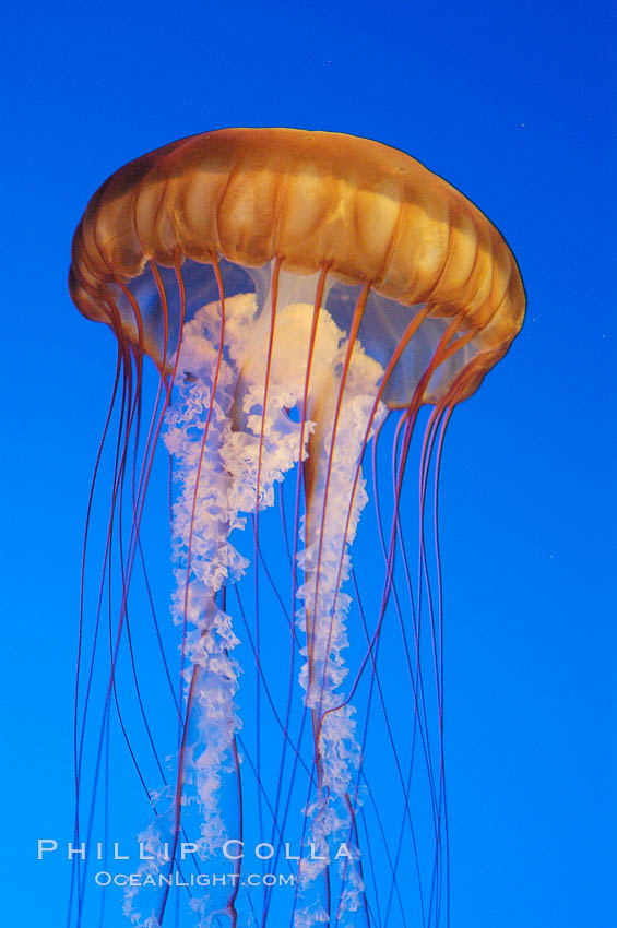 Sea nettles., Chrysaora fuscescens, natural history stock photograph, photo id 08951