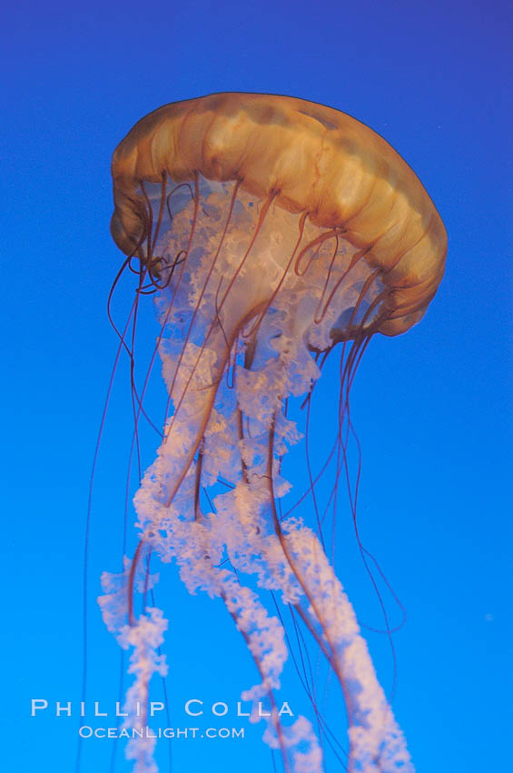 Sea nettles., Chrysaora fuscescens, natural history stock photograph, photo id 08963