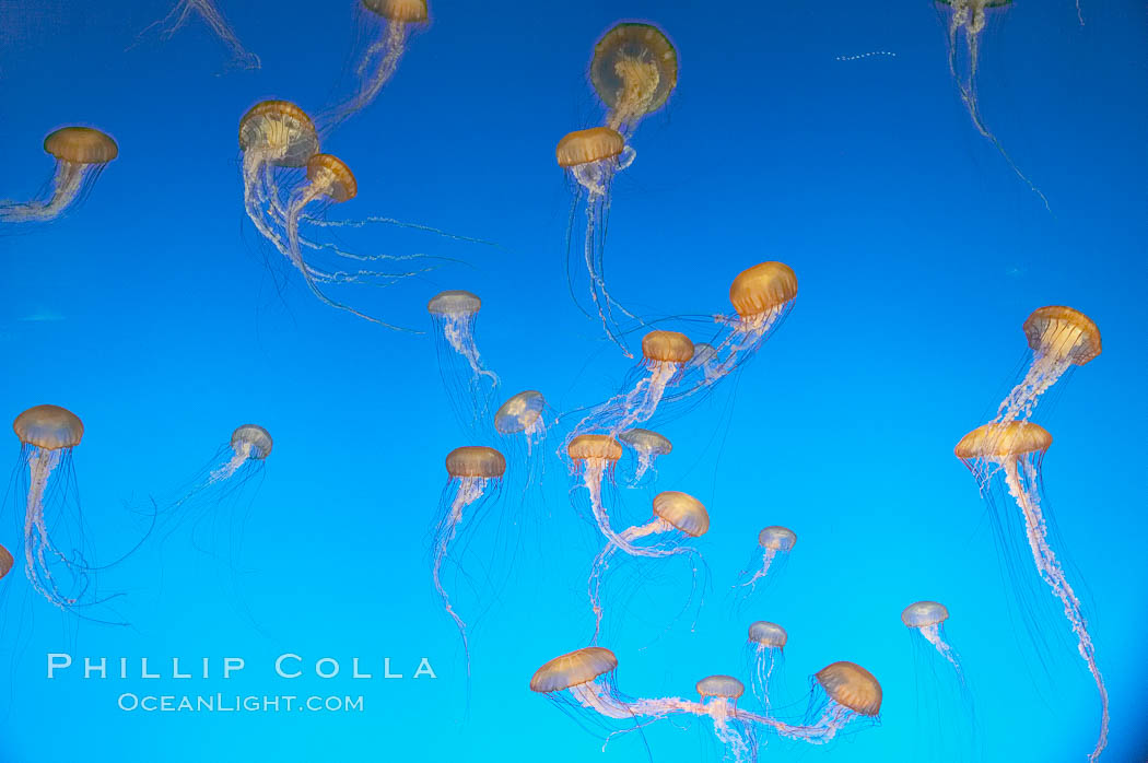 Sea nettles., Chrysaora fuscescens, natural history stock photograph, photo id 14091