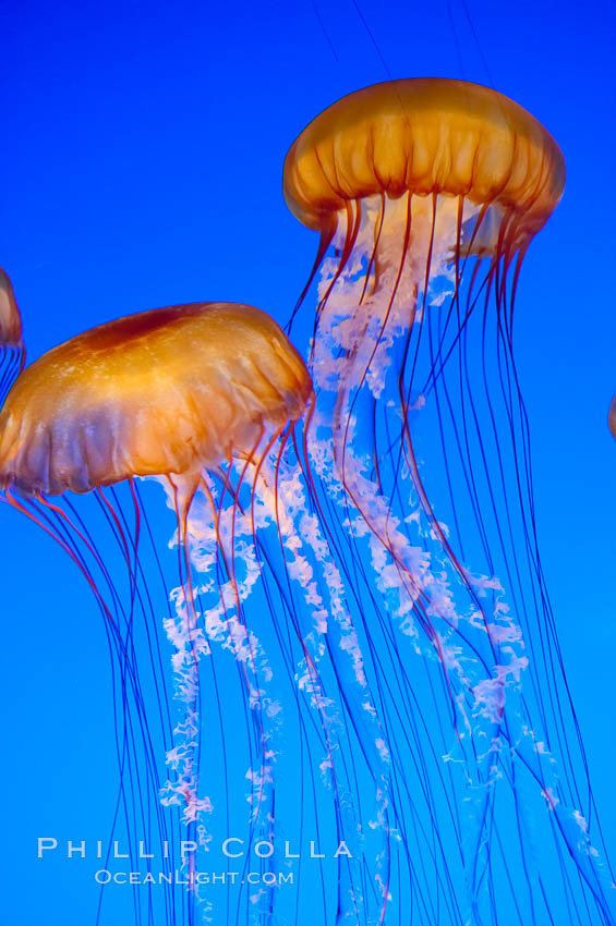 Sea nettles., Chrysaora fuscescens, natural history stock photograph, photo id 14939