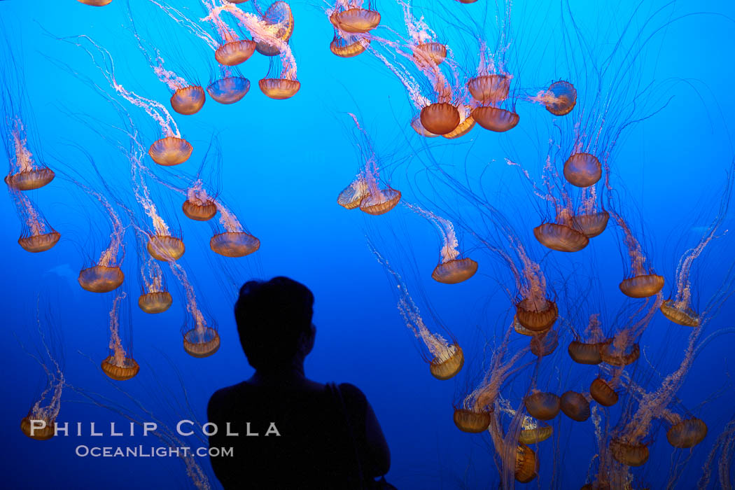 Visitors enjoy viewing sea nettle jellyfish at the Monterey Bay Aquarium. California, USA, Chrysaora fuscescens, natural history stock photograph, photo id 21539
