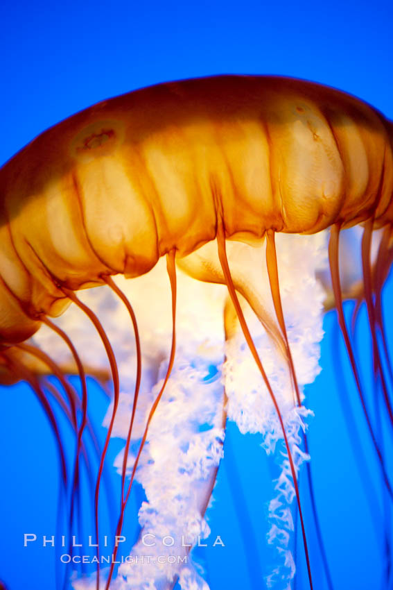 Sea nettle jellyfish., Chrysaora fuscescens, natural history stock photograph, photo id 21547