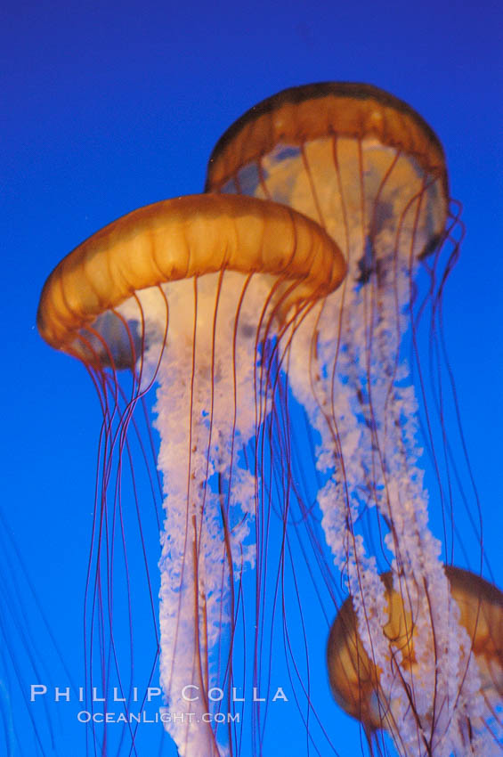 Sea nettles., Chrysaora fuscescens, natural history stock photograph, photo id 08957