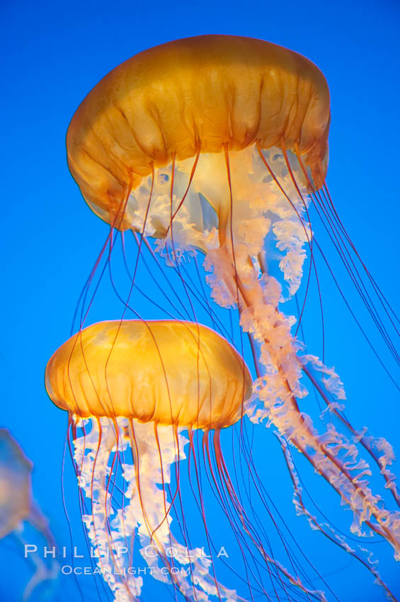 Sea nettles., Chrysaora fuscescens, natural history stock photograph, photo id 14085