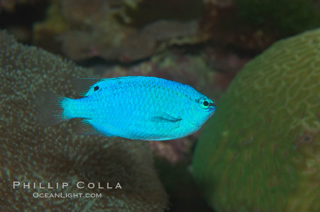 Sapphire devil (blue damselfish), female/juvenile coloration., Chrysiptera cyanea, natural history stock photograph, photo id 07918