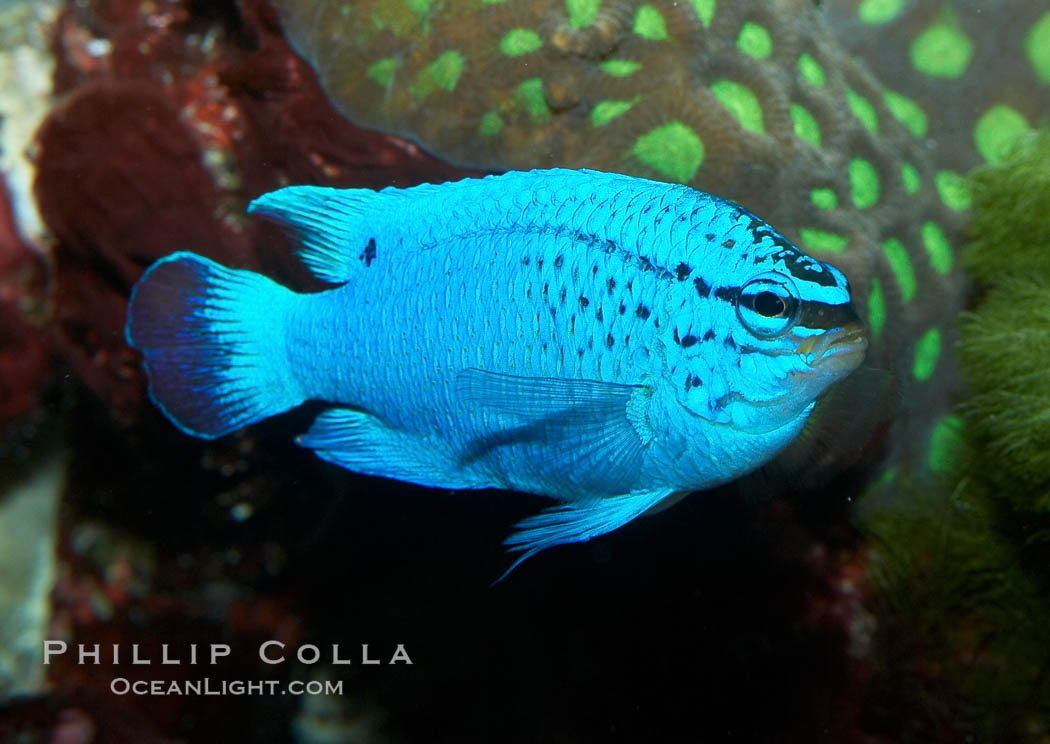 Sapphire devil (blue damselfish), female/juvenile coloration., Chrysiptera cyanea, natural history stock photograph, photo id 11834