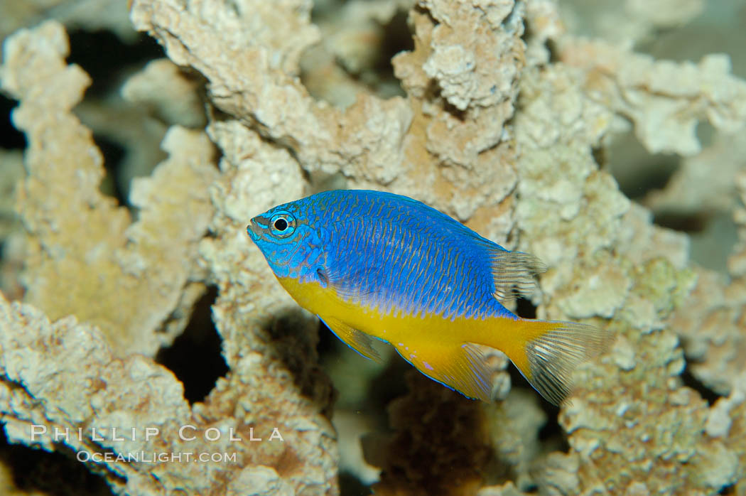 Azure damselfish., Chrysiptera hemicyanea, natural history stock photograph, photo id 09353