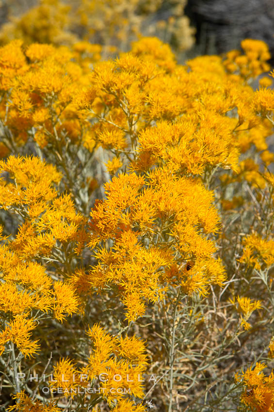 Rabbitbrush. White Mountains, Inyo National Forest, California, USA, Chrysothamnus, natural history stock photograph, photo id 17606