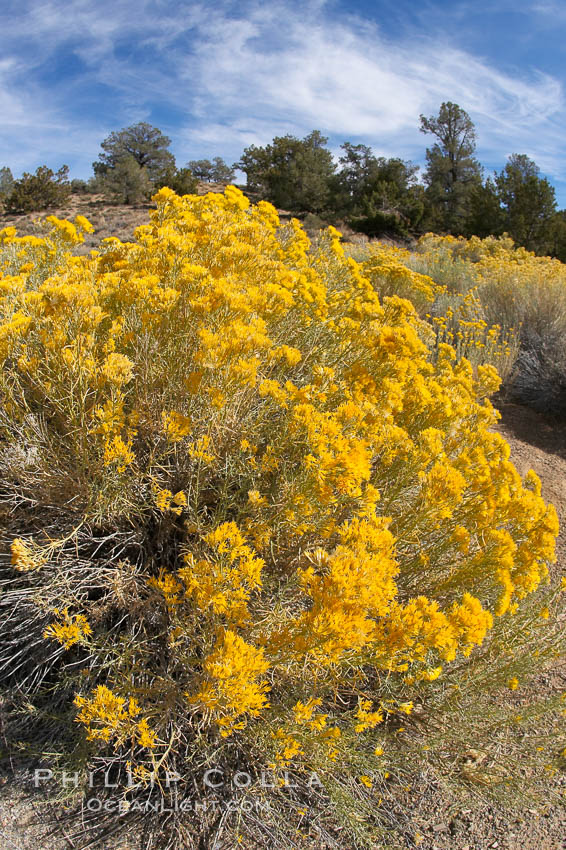 Rabbitbrush., Chrysothamnus, natural history stock photograph, photo id 17609