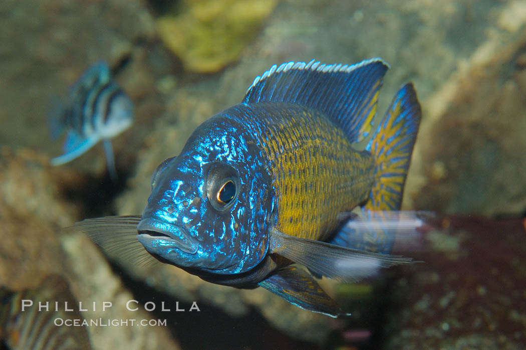 Unidentified African cichlid fish., natural history stock photograph, photo id 09262