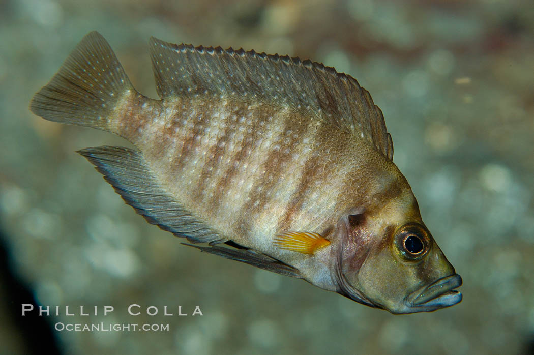 Unidentified African cichlid fish., natural history stock photograph, photo id 09370