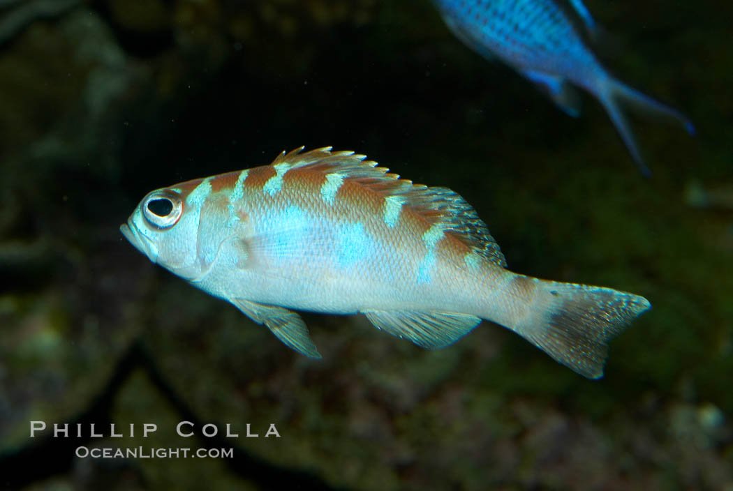 Unidentified cichlid fish., natural history stock photograph, photo id 11018