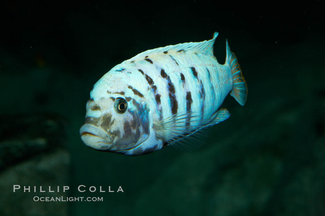 Unidentified cichlid fish., natural history stock photograph, photo id 11022