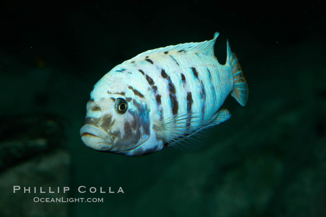 Unidentified cichlid fish., natural history stock photograph, photo id 11022