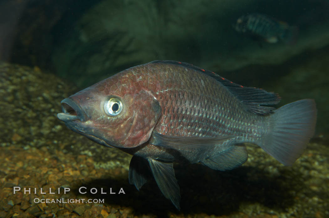 Unidentified cichlid fish., natural history stock photograph, photo id 11050