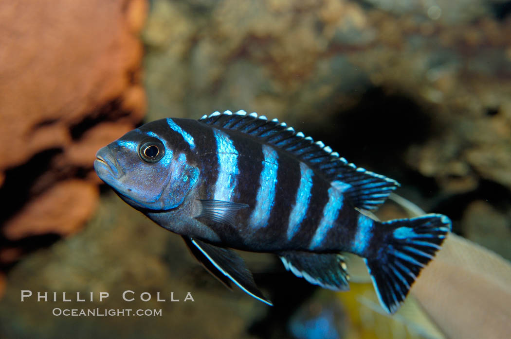 Unidentified African cichlid fish., natural history stock photograph, photo id 09372