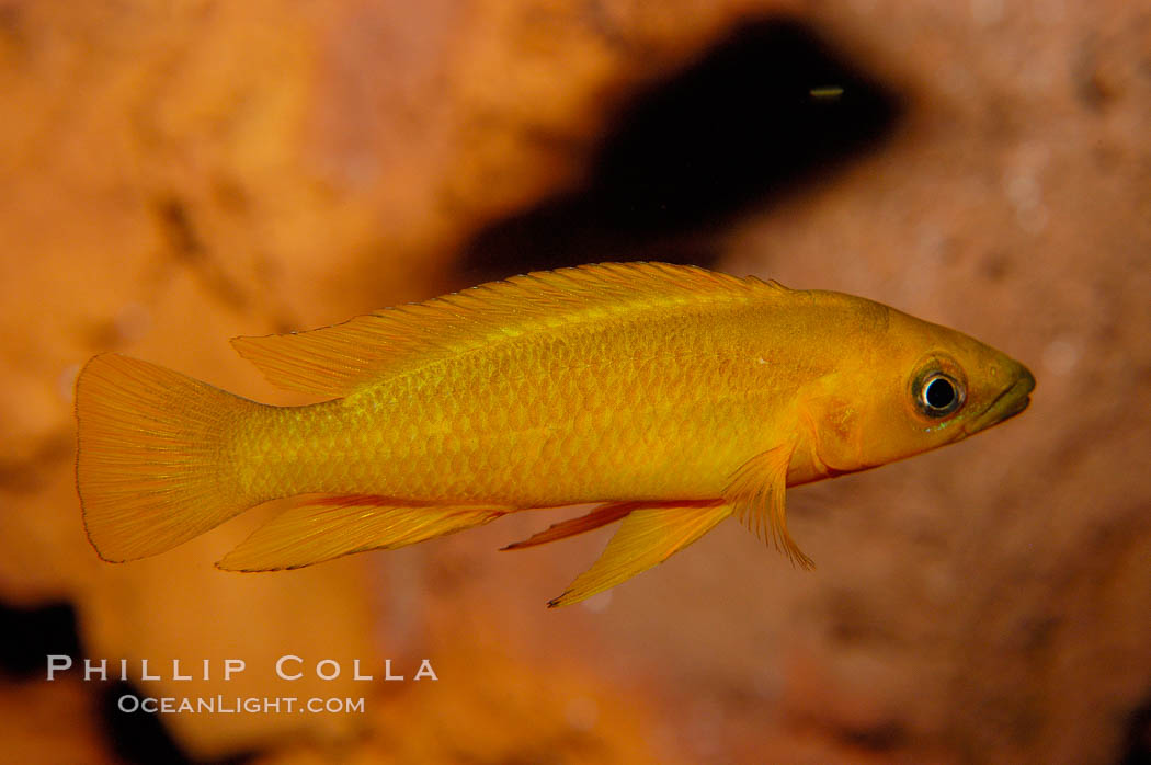 Unidentified African cichlid fish., natural history stock photograph, photo id 09376