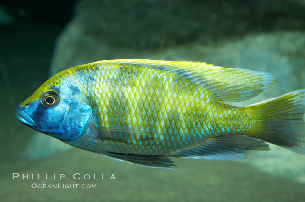 Unidentified cichlid fish fish., natural history stock photograph, photo id 11008