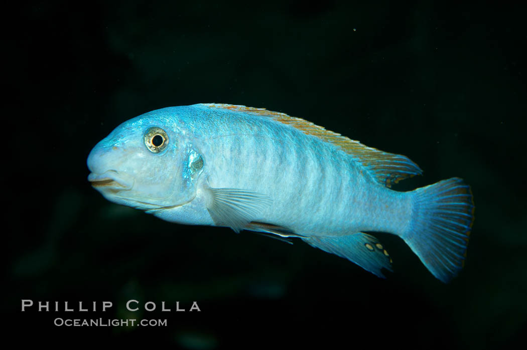Unidentified cichlid fish., natural history stock photograph, photo id 11016