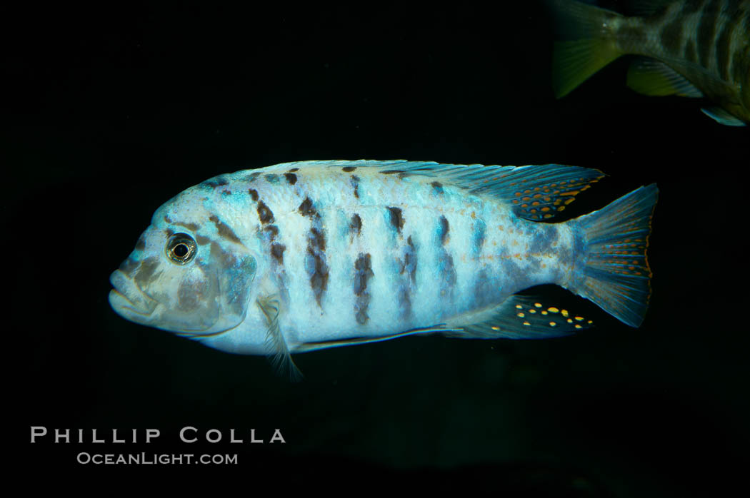 Unidentified cichlid fish., natural history stock photograph, photo id 11020
