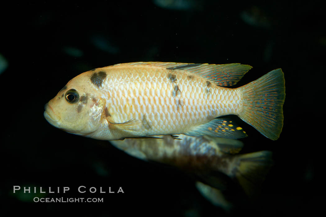 Unidentified cichlid fish., natural history stock photograph, photo id 11048