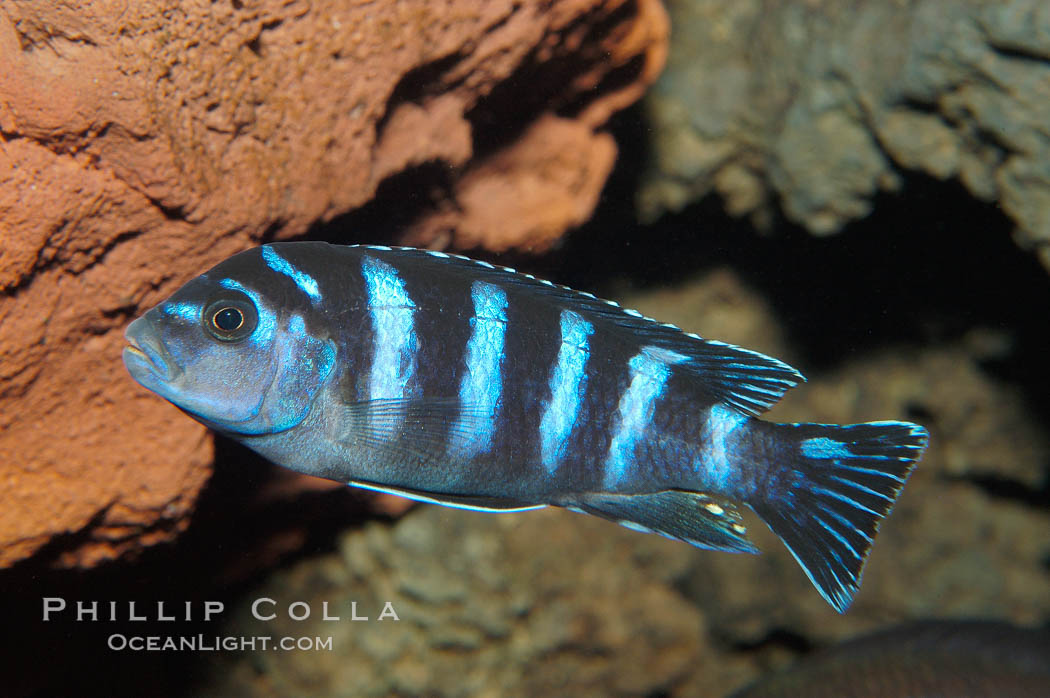 Unidentified African cichlid fish., natural history stock photograph, photo id 09263