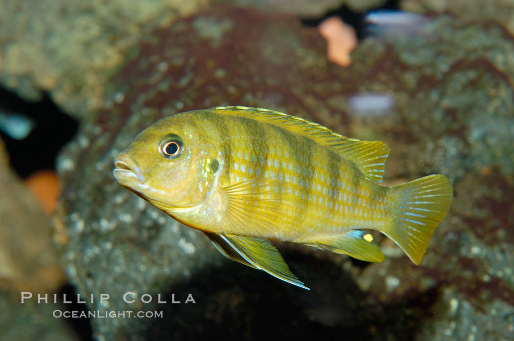 Unidentified African cichlid fish., natural history stock photograph, photo id 09367