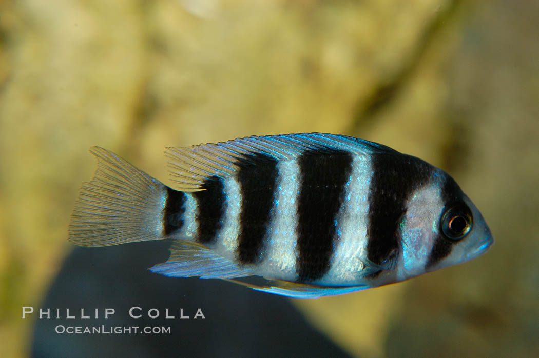 Unidentified African cichlid fish., natural history stock photograph, photo id 09375