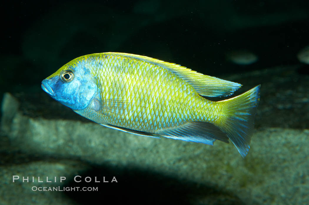 Unidentified cichlid fish fish., natural history stock photograph, photo id 11007