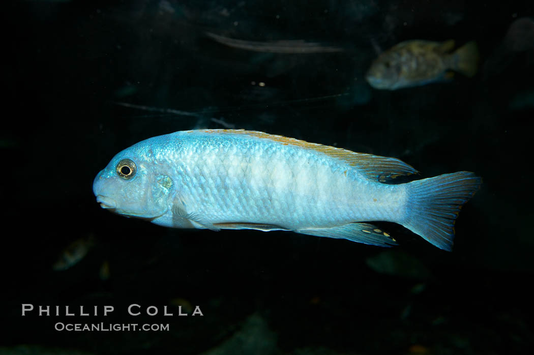 Unidentified cichlid fish., natural history stock photograph, photo id 11015