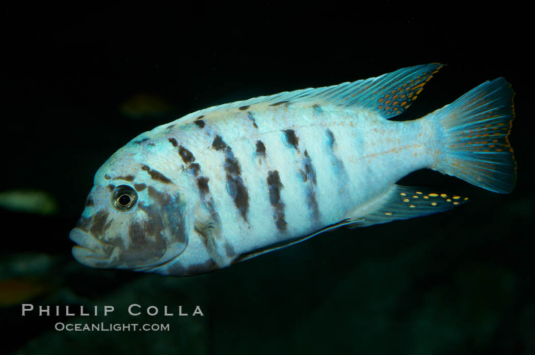 Unidentified cichlid fish., natural history stock photograph, photo id 11023