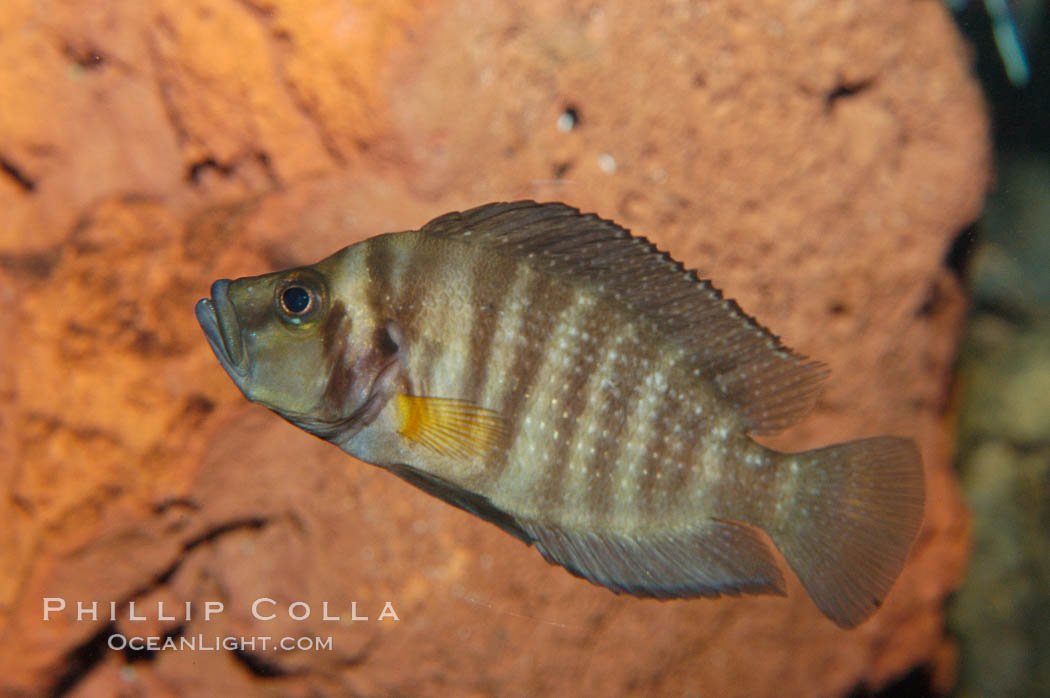 Unidentified African cichlid fish., natural history stock photograph, photo id 09261