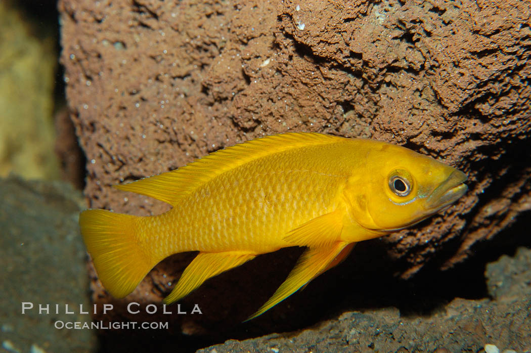 Unidentified African cichlid fish., natural history stock photograph, photo id 09265