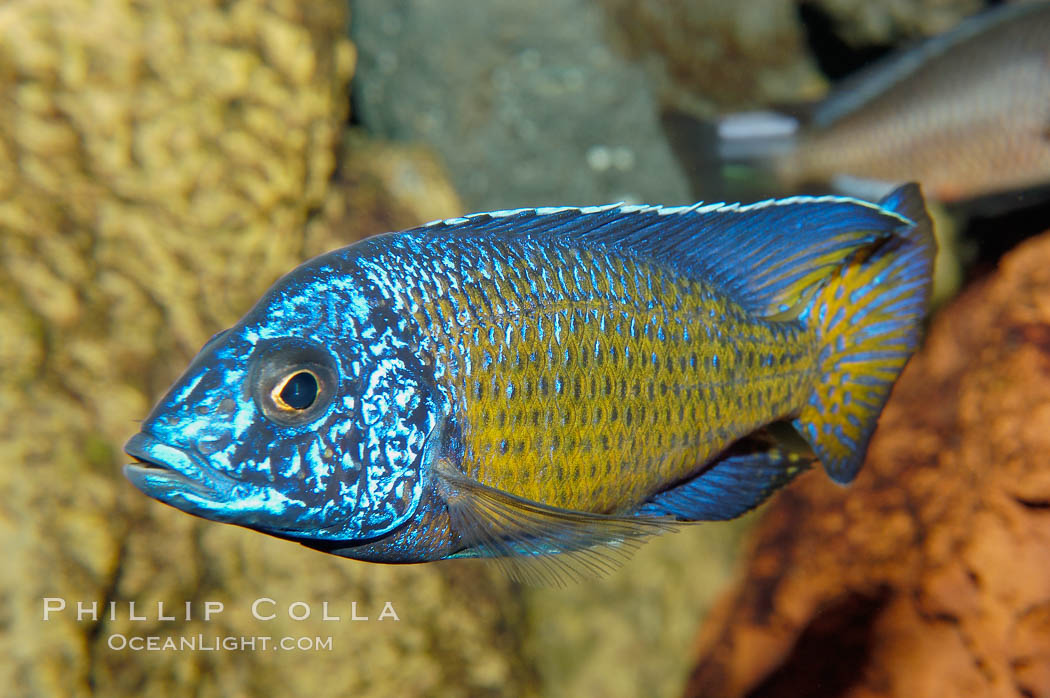 Unidentified African cichlid fish., natural history stock photograph, photo id 09365