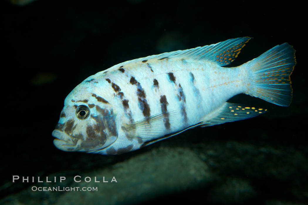 Unidentified cichlid fish., natural history stock photograph, photo id 11021